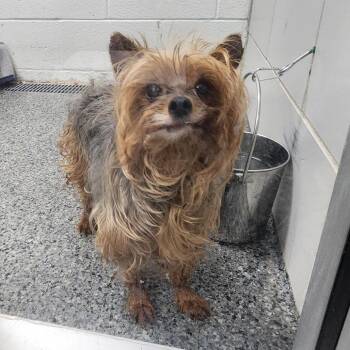 King -  Mixed Breed Dog for Adoption in Walker, Michigan - King | PetCurious