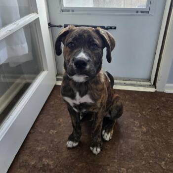 Boxer and Labrador Retriever Dogs Available for Adoption in Minnetonka, Minnesota - Raymun D68522 | PetCurious