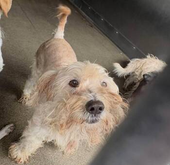 Rescue Miniature Schnauzer and Miniature Poodle Dogs for Adoption in Greenville, South Carolina - Carmello | PetCurious