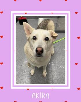 Shepherd Dogs Available for Adoption - Akira | PetCurious