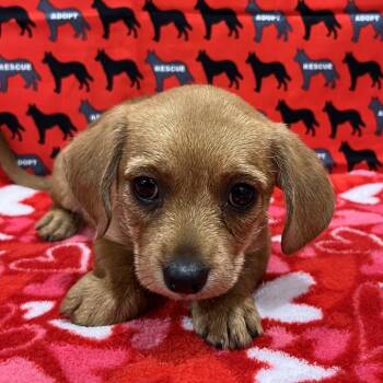 Oasis -  Dachshund and Chihuahua Dog for Adoption in Washburn, Missouri - Oasis | PetCurious