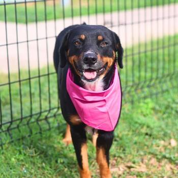 POPPY -  Rottweiler Dog for Adoption in San Antonio, Texas - POPPY | PetCurious