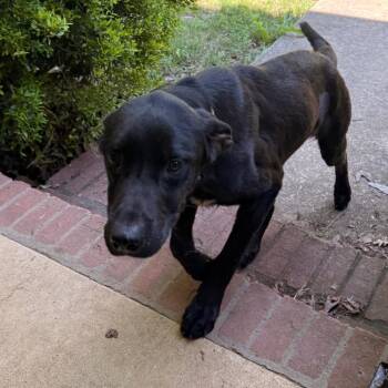 Black Labrador Retriever Dogs Available for Adoption in Tupelo, Mississippi - Smith | PetCurious