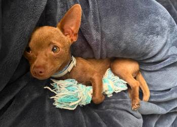 Deisel -  Chihuahua Dog for Adoption in Arlington, Virginia - Deisel | PetCurious