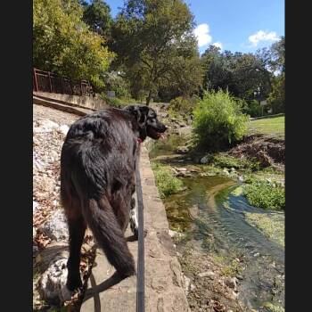 Rescue Great Pyrenees and Border Collie Dogs for Adoption in Seguin, Texas - Maggie | PetCurious
