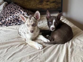 Capri -  Husky Dog for Adoption in Cheektowaga, New York - Capri | PetCurious