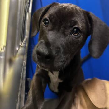 Dove -  Mixed Breed Dog for Adoption in Blue Ridge, Georgia - Dove | PetCurious