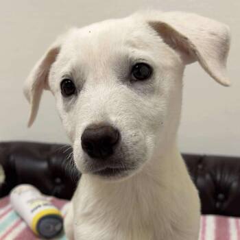 Rescue Terrier Dogs for Adoption in Valparaiso, Indiana - Chalupa Supreme | PetCurious