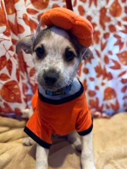 Eraser -  Chihuahua Dog for Adoption in Dunmore, Pennsylvania - Eraser | PetCurious