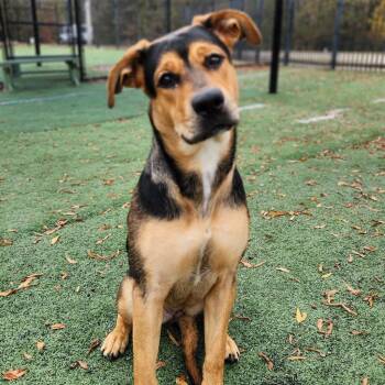 Hound Dogs Available for Adoption - Macy  | PetCurious