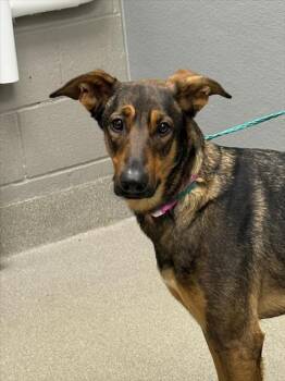 DIAMOND -  Belgian Shepherd Malinois Dog for Adoption in Las Vegas, Nevada - DIAMOND | PetCurious