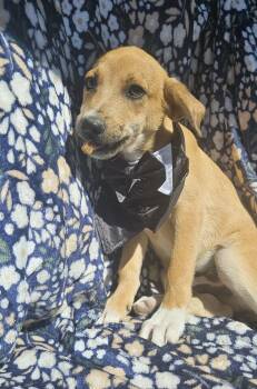 Glen Of Imaal Terrier and Belgian Shepherd Malinois Dogs Available for Adoption - Slinky | PetCurious