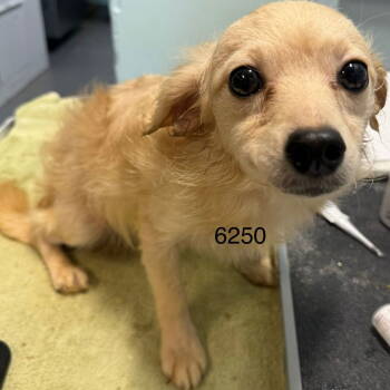 Rescue Pomeranian and Maltese Dogs for Adoption in Chico, California - GOOBER | PetCurious
