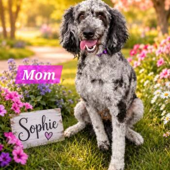Pippi -  Poodle and Scottish Terrier Dog for Adoption in Rochester, Minnesota - Pippi | PetCurious