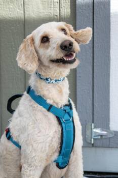 Winchester -  Poodle Dog for Adoption in Savage, Minnesota - Winchester | PetCurious