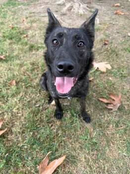 Australian Cattle Dog Blue Heeler and Mixed Breed Dogs Available for Adoption - MISSY | PetCurious