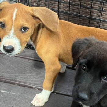 Spruce -  Labrador Retriever Dog for Adoption in Escondido, California - Spruce | PetCurious