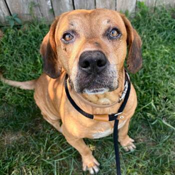 Harvey -  Mixed Breed Dog for Adoption in Saint Joseph, Missouri - Harvey | PetCurious