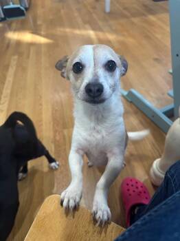 Chihuahua and Dachshund Dogs Available for Adoption - Holly - Cuddly ChiWeenie/Terrier Looking For A Cuddle Buddy | PetCurious