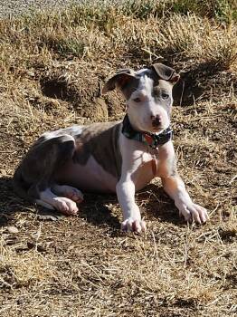 Olive -  Pit Bull Terrier Dog for Adoption in Seattle, Washington - Olive | PetCurious