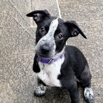Allesandra -  Pointer Dog for Adoption in Columbia, Maryland - Allesandra | PetCurious