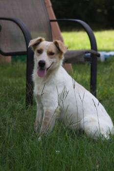 Dolly -  Mixed Breed Dog for Adoption in Taycheedah, Wisconsin - Dolly | PetCurious
