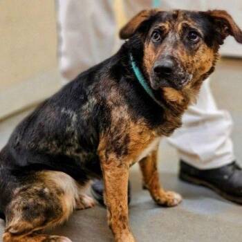 Millie -  Cattle Dog and Mixed Breed Dog for Adoption in Buffalo, Minnesota - Millie | PetCurious