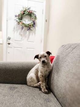 Australian Cattle Dog Blue Heeler Dogs Available for Adoption in Goodyear, Arizona - BINGO | PetCurious