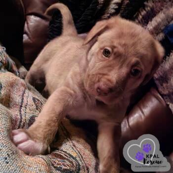 Mixed Breed Dogs Available for Adoption - Grizz | PetCurious