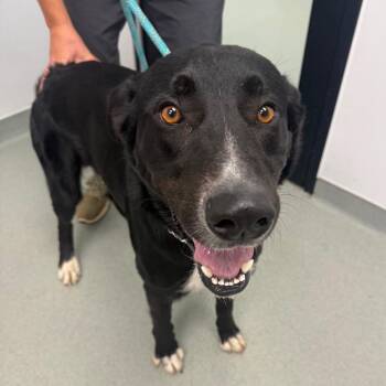 Jasper Lee -  German Shepherd Dog and Australian Cattle Dog Blue Heeler Dog for Adoption in Abilene, Texas - Jasper Lee | PetCurious