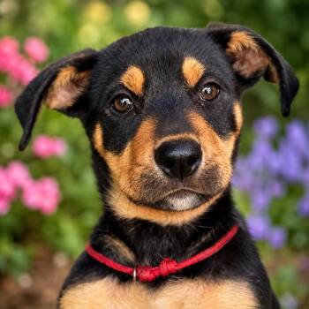 Tito -  Labrador Retriever Dog for Adoption in Rollingwood, Texas - Tito | PetCurious