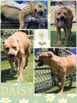 American Staffordshire Terrier and Mixed Breed Dogs Available for Adoption in Kenansville, North Carolina - Daisy | PetCurious