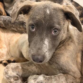 Marina -  Australian Cattle Dog Blue Heeler Dog for Adoption in Mansfield, Texas - Marina | PetCurious