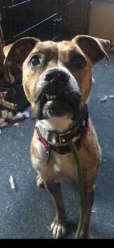 Tango -  Boxer Dog for Adoption in Shiloh, Illinois - Tango | PetCurious