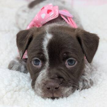 Pit Bull Terrier and Boxer Dogs Available for Adoption - Lovey | PetCurious