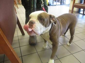 American Bulldog Dogs Available for Adoption in Ocala, Florida - HELGA | PetCurious