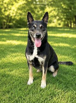 Sarca -  Shepherd and Husky Dog for Adoption in Lucas, Texas - Sarca | PetCurious