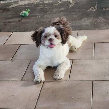 Luke Skywalker -  Shih Tzu Dog for Adoption in Las Vegas, Nevada - Luke Skywalker | PetCurious