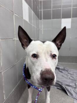 JOE -  German Shepherd Dog and Pit Bull Terrier Dog for Adoption in Las Vegas, Nevada - JOE | PetCurious