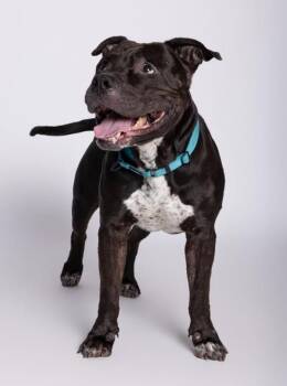 Baloo -  Mixed Breed and American Bulldog Dog for Adoption in Austin, Texas - Baloo | PetCurious