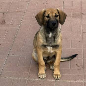 Black Mouth Cur and Hound Dogs Available for Adoption - Saundra | PetCurious