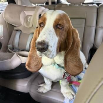 Basset Hound Dogs Available for Adoption in Columbia, South Carolina - Libbie | PetCurious