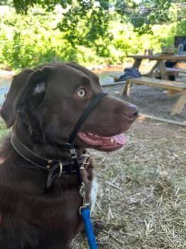 Chesapeake Bay Retriever Dogs Available for Adoption in Richmond, Kentucky - Milton | PetCurious