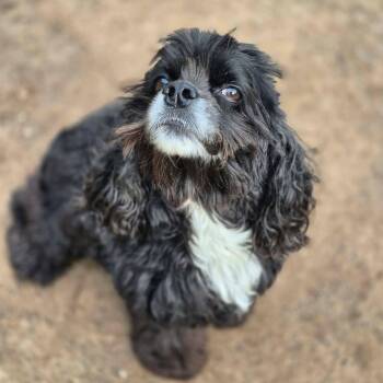 Molly Olly Oxen Free -  Cocker Spaniel Dog for Adoption in Metairie, Louisiana - Molly Olly Oxen Free | PetCurious
