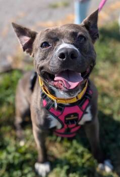 Buffy -  Terrier Dog for Adoption in Defiance, Ohio - Buffy | PetCurious