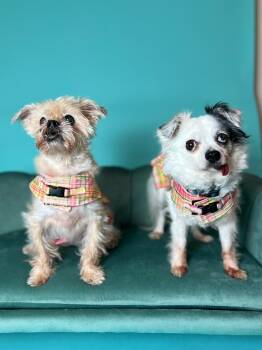 Lovey and Ladybug -  Papillon and Brussels Griffon Dog for Adoption in Foster, Rhode Island - Lovey And Ladybug | PetCurious