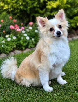 Pomeranian and Chihuahua Dogs Available for Adoption in Jacksonville, Florida - Taurus | PetCurious