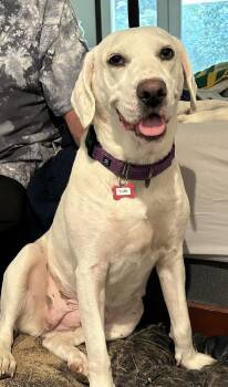Rescue English Pointer Dogs for Adoption in Boston, Massachusetts - Yumi Okada | PetCurious