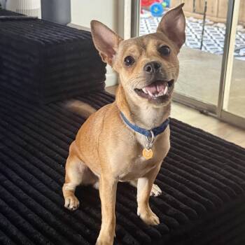 Tails -  Chihuahua and Pug Dog for Adoption in Modesto, California - Tails | PetCurious