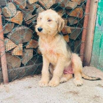 Kit Kat -  Poodle and Mixed Breed Dog for Adoption - Kit Kat | PetCurious